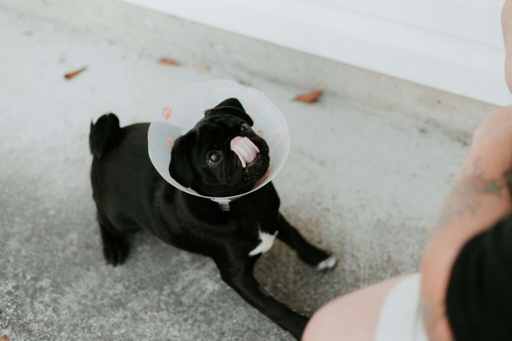Why Does My Dog Paw at Me When I Stop Petting Her? Best 7 Tips
