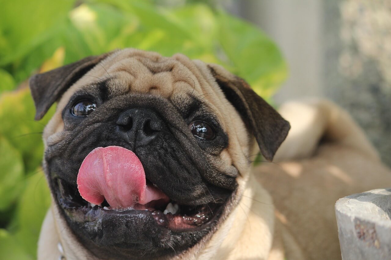 Can Dogs Eat Chickpeas? Best 7 Expert Tips!