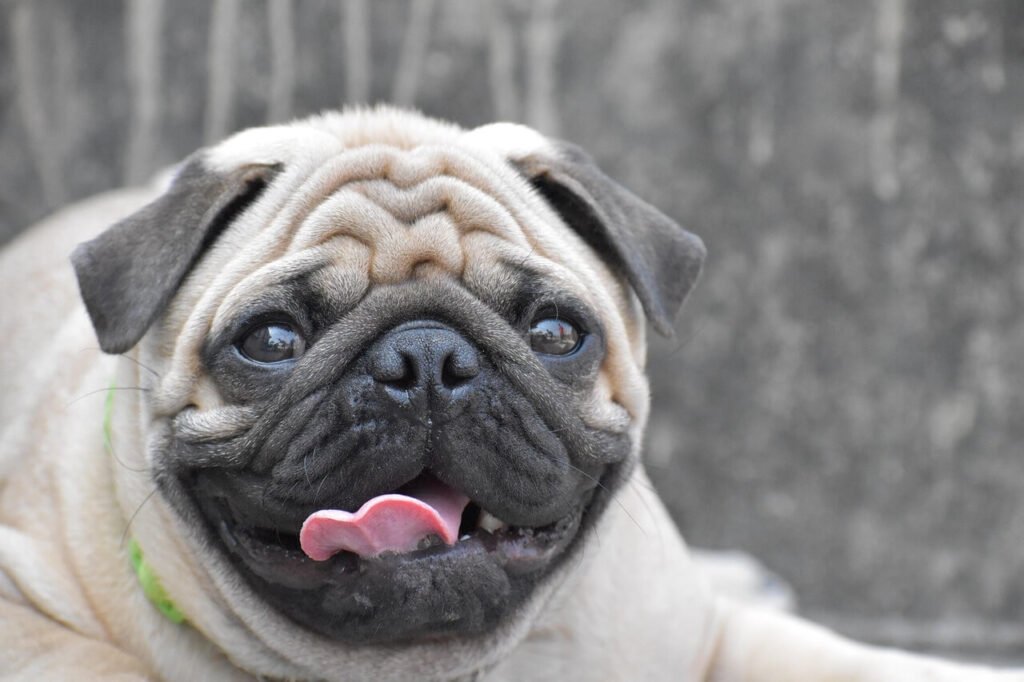 Can Dogs Eat Cucumbers? Best 7 Health Tips!