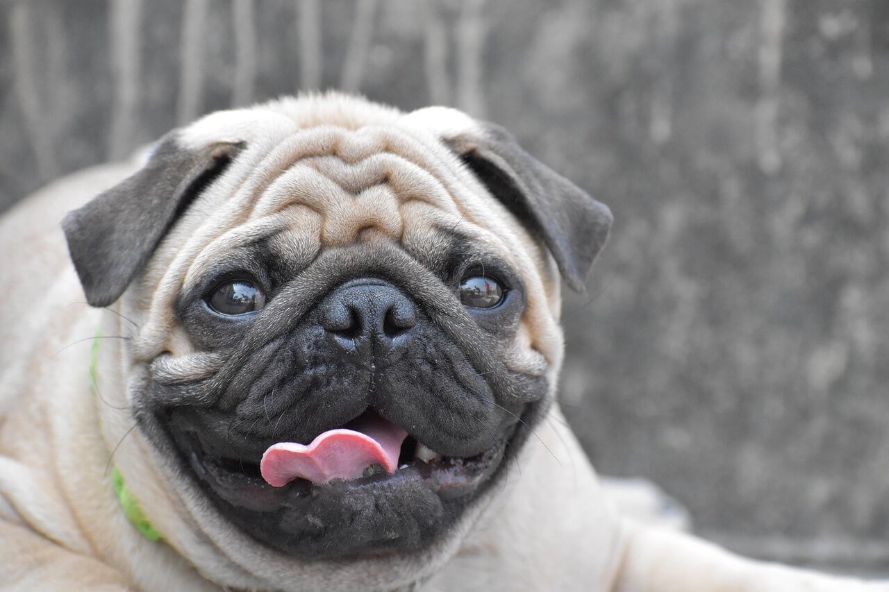 Can Dogs Eat Cucumbers? Best 7 Health Tips!