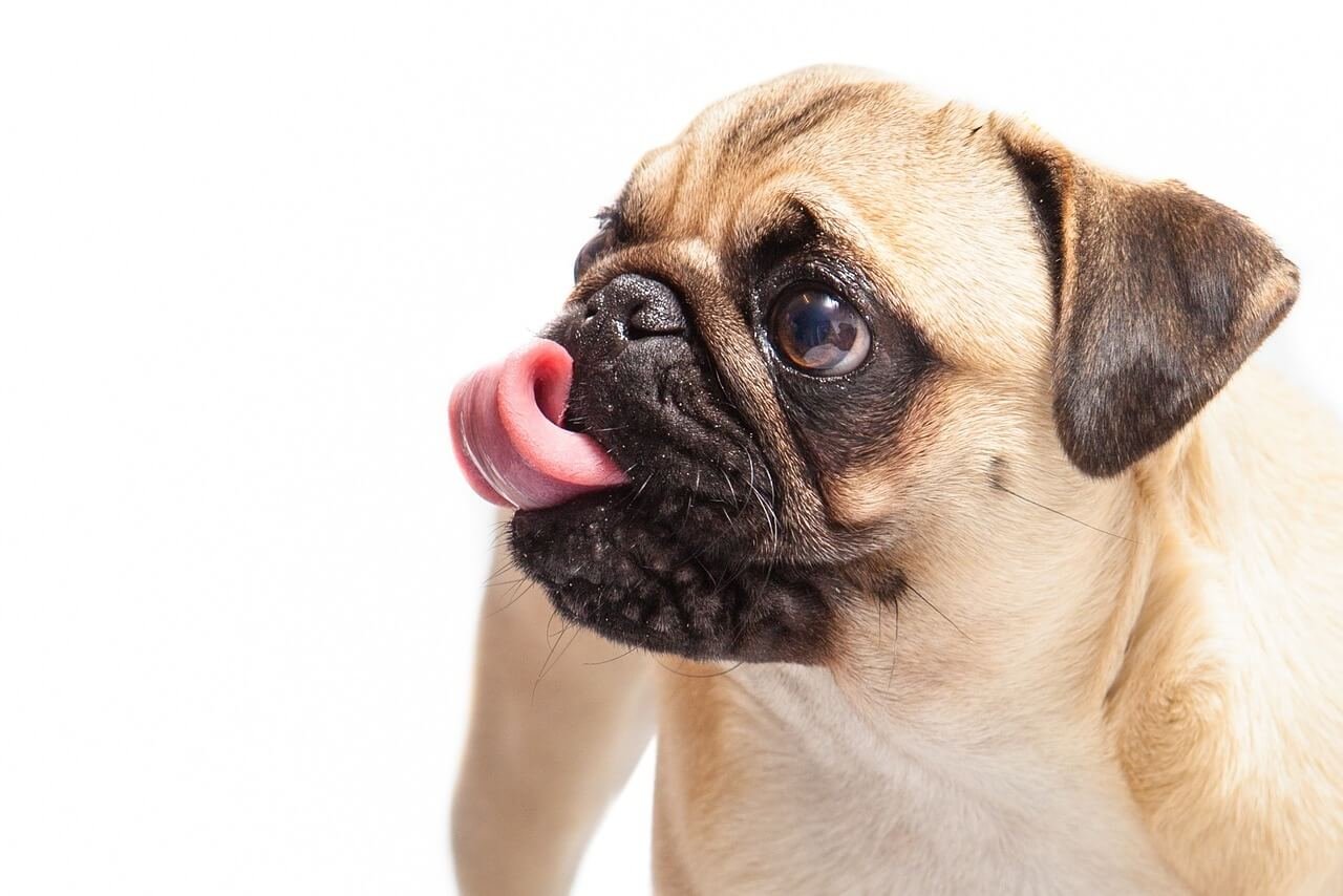 When is a Dog Full Grown? Best 7 Expert Tips!