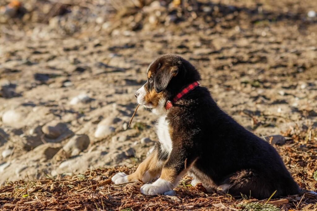 Can One Grape Kill a Dog? Best 7 Expert Tips!