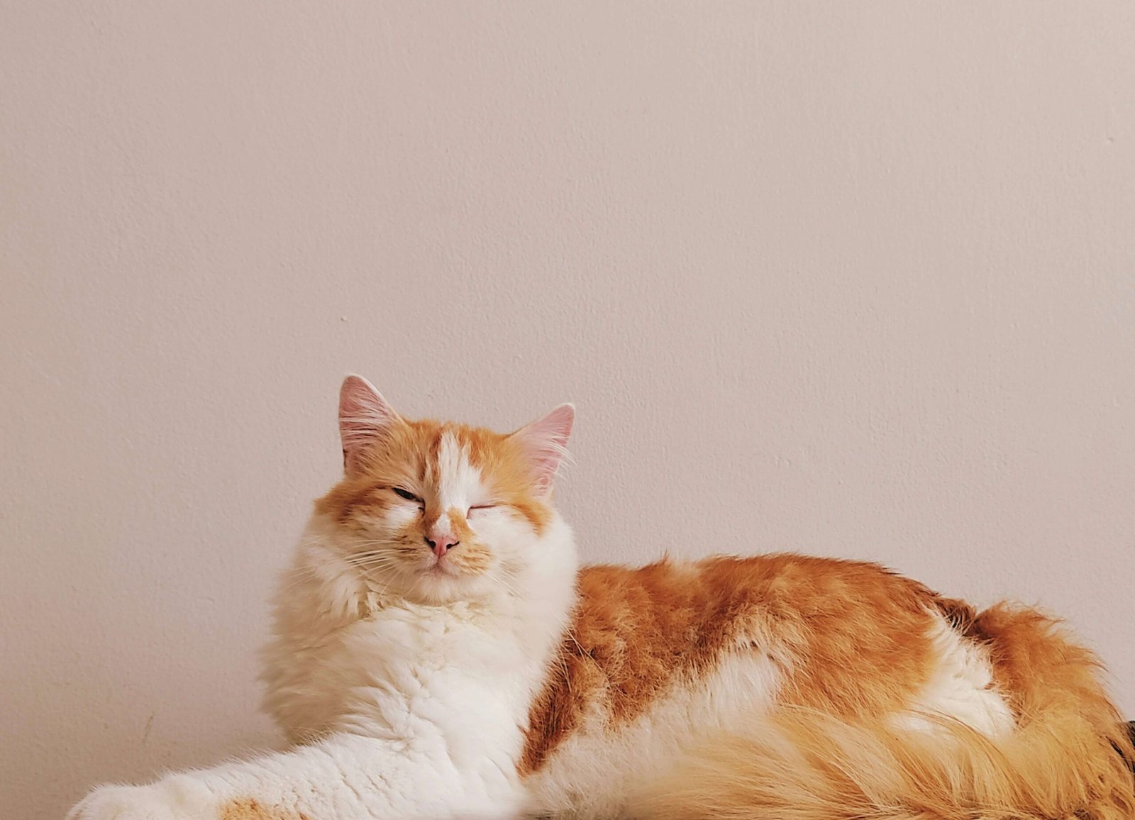 Yellow Cat Poop: Best 7 Expert Tips!