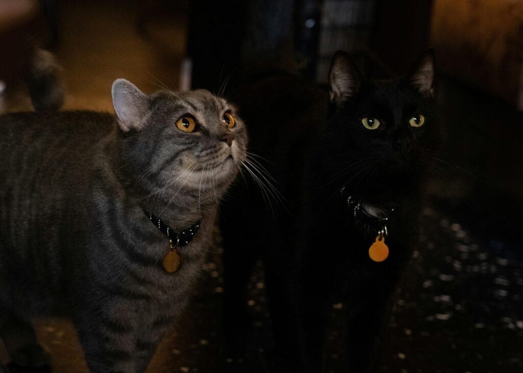 Why Does My Cat Attack My Feet When I Walk Away? Best 7 Tips