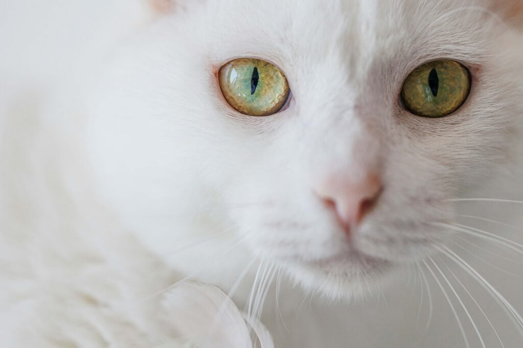 Is Cat Mint Truly Safe for Your Feline Friend? Best 7 Tips!