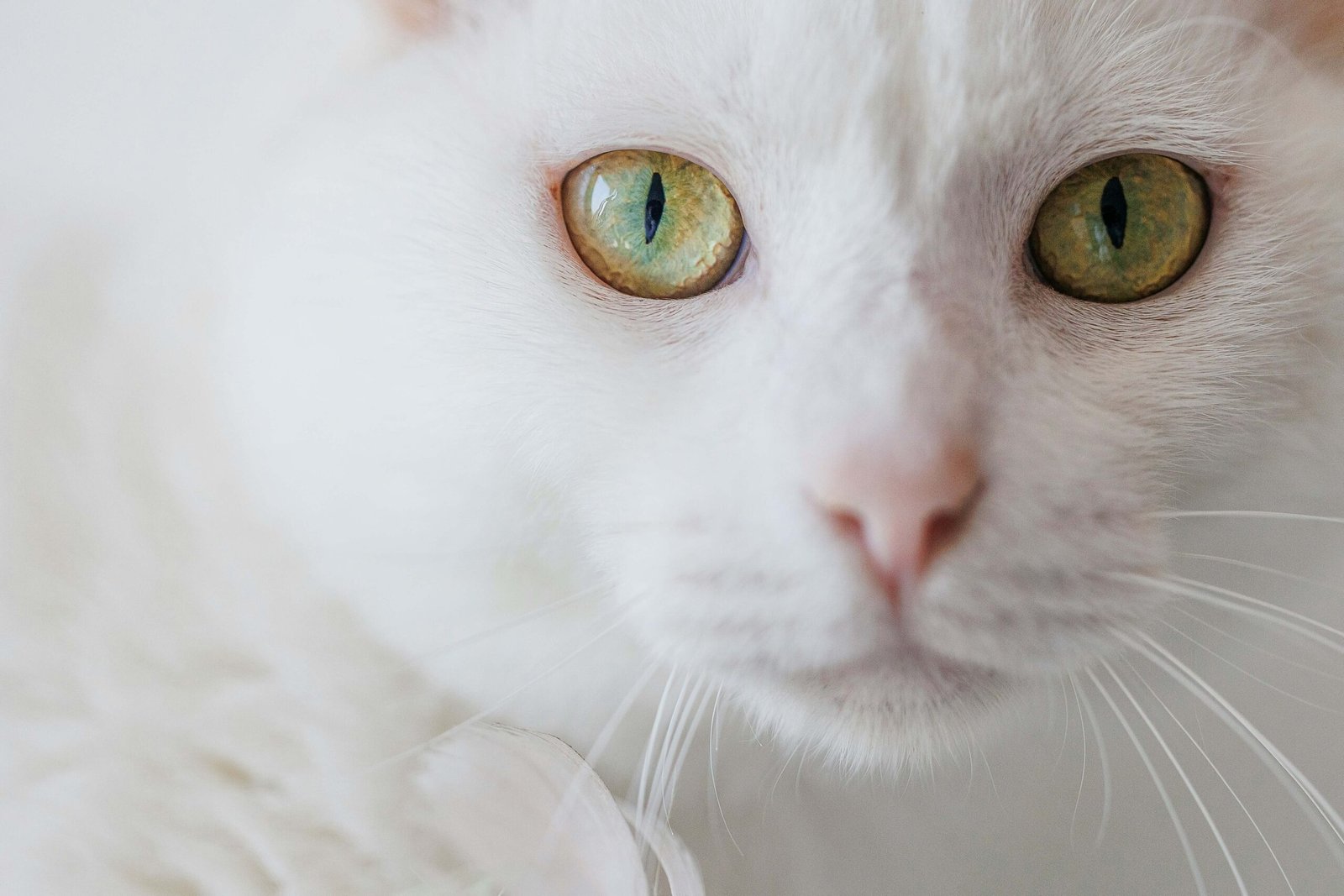 Is Cat Mint Truly Safe for Your Feline Friend? Best 7 Tips!