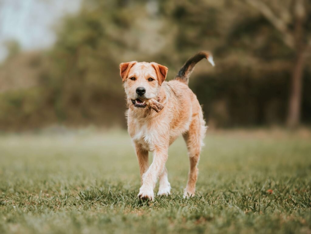 Can Dogs Eat Grapefruit? Best 7 Expert Tips!
