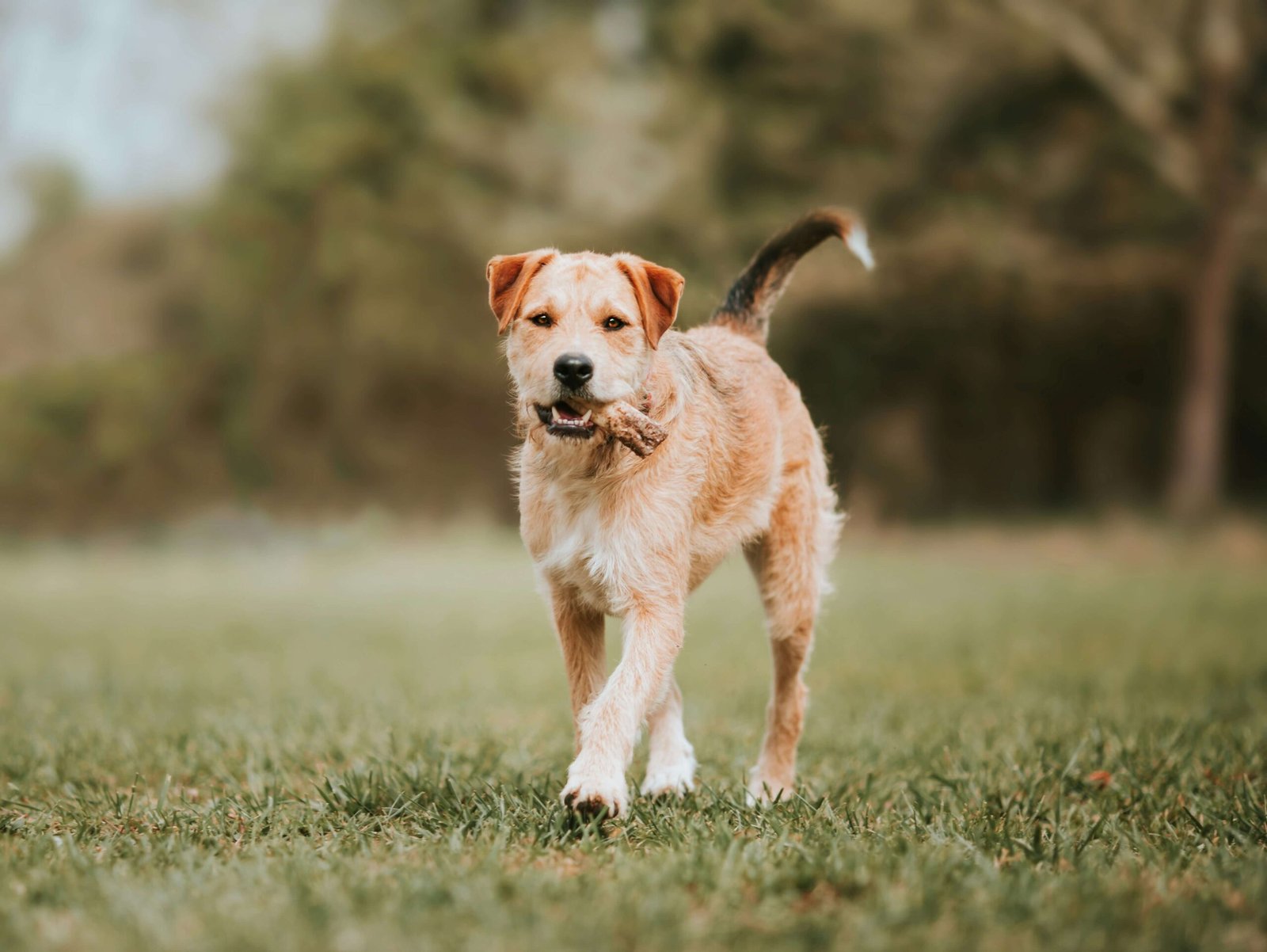 Can Dogs Eat Grapefruit? Best 7 Expert Tips!