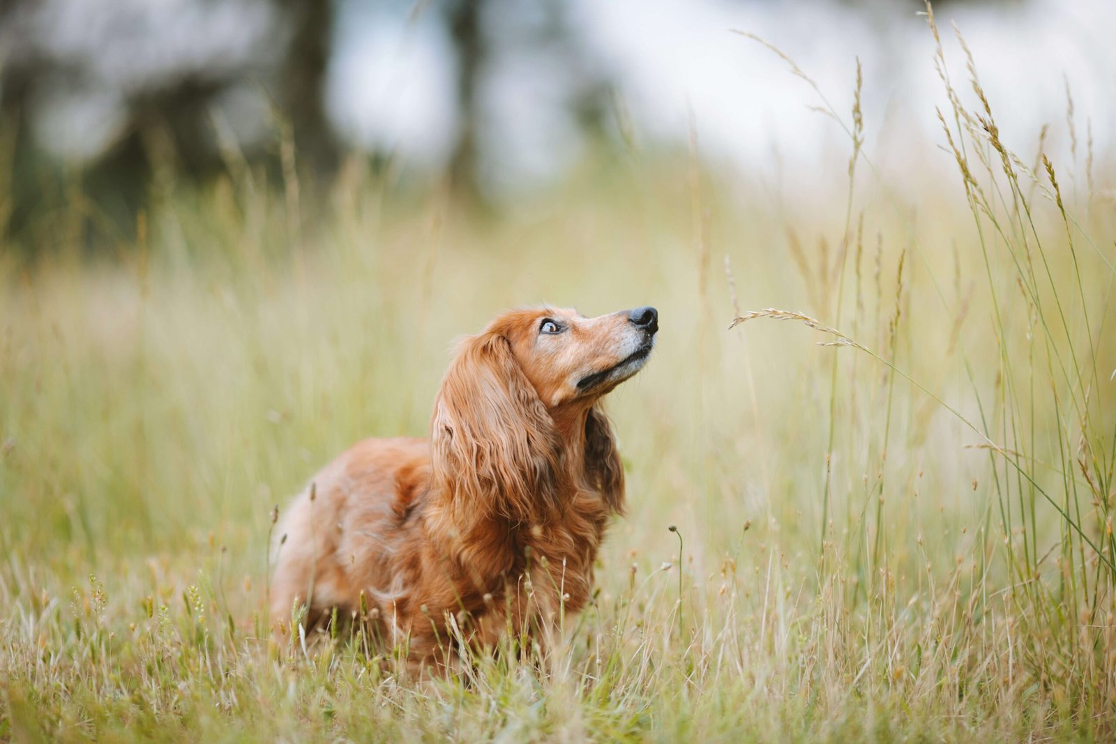 Do Dogs Lose Hair as They Age? Best 7 Expert Tips!