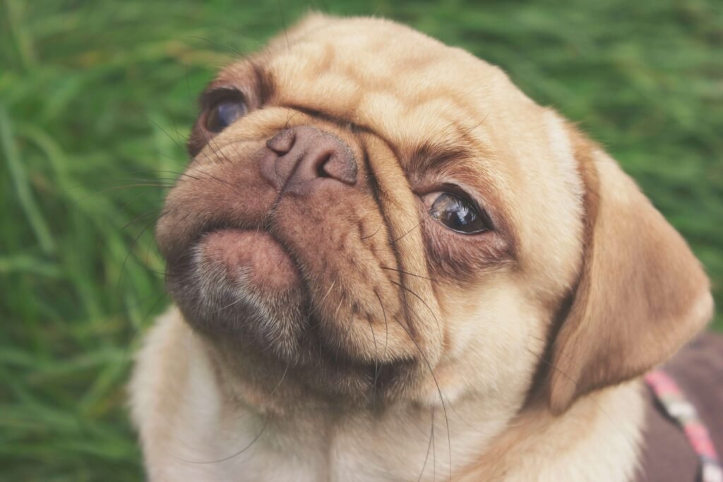 Understanding Dog Pooping in Sleep: Best 7 Expert Tips!