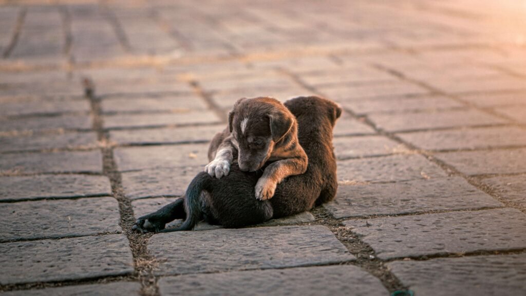 My Puppy Is Bullying My Older Dog: Best 7 Expert Tips!