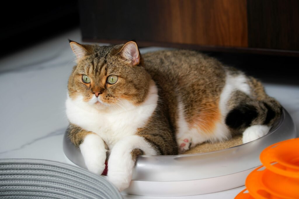 Is Pumpkin Good for Cats? Best 7 Health Tips!