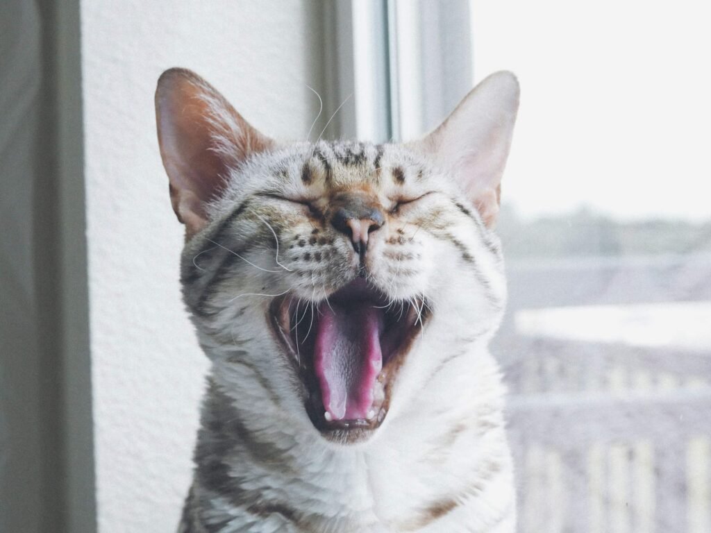 Healthy Cat Gums: Best 7 Health Tips!