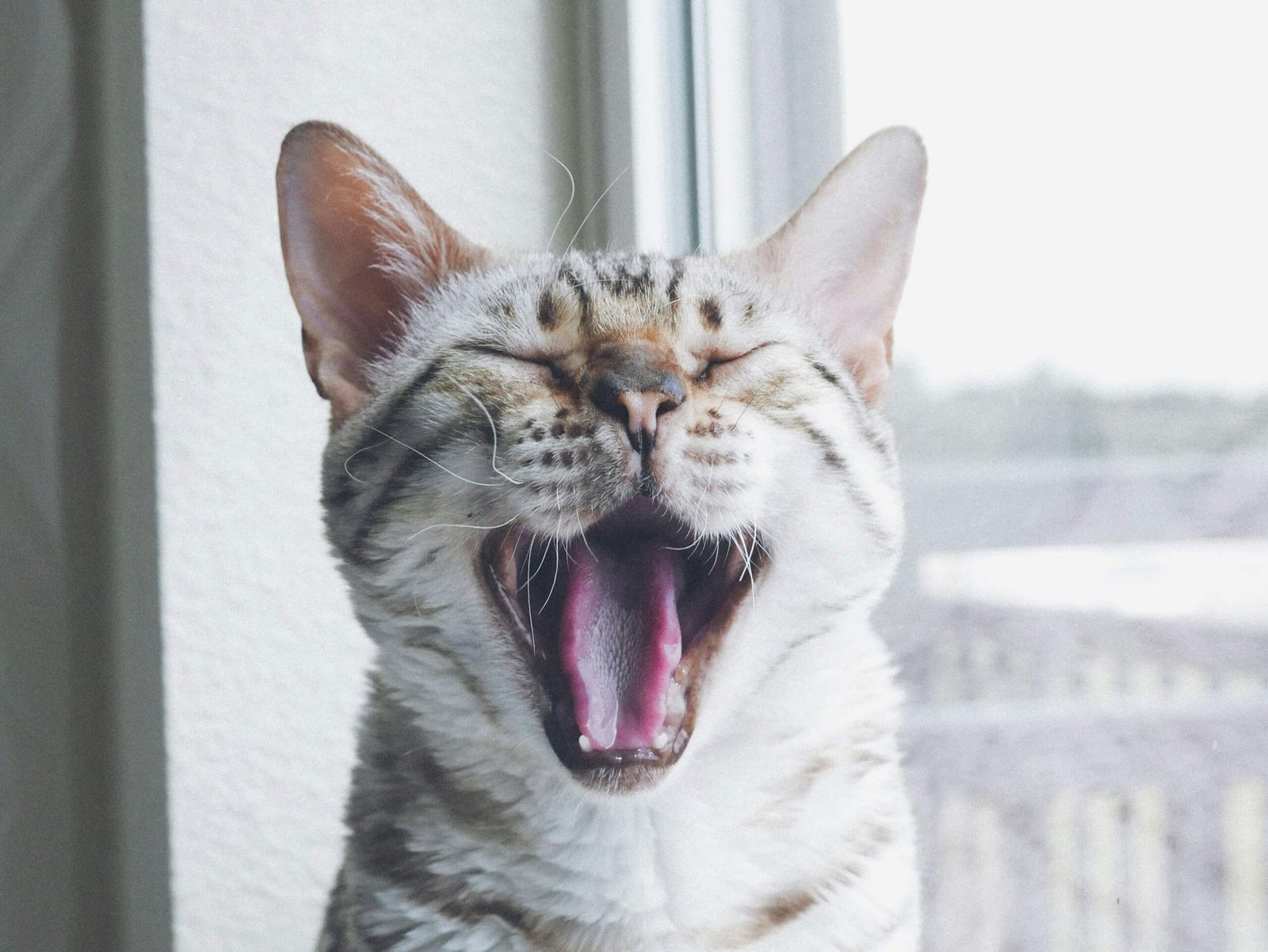 Healthy Cat Gums: Best 7 Health Tips!