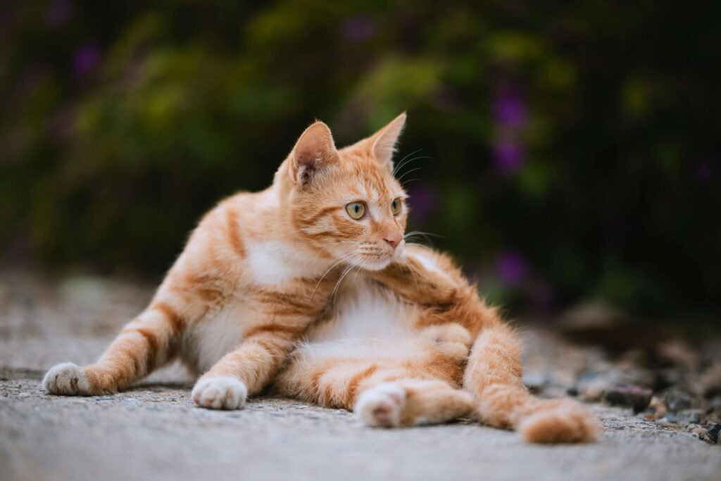 Why Does My Cat Trill and Run Away? Best 7 Expert Tips!