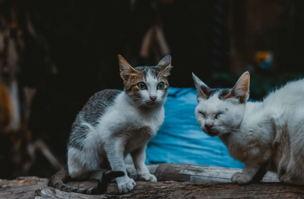 Why Is My Cat Meowing at the Door? Best 7 Expert Tips!
