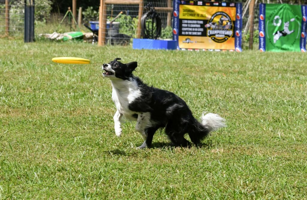 Why Did My Vaccinated Dog Get Parvo? Best 7 Expert Tips!