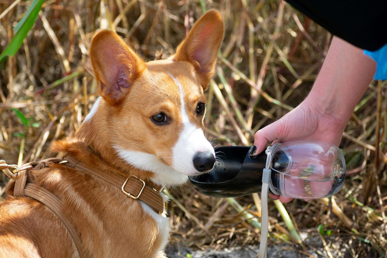 Signs Your Dog with Diabetes Is Dying: Best 7 Health Tips!
