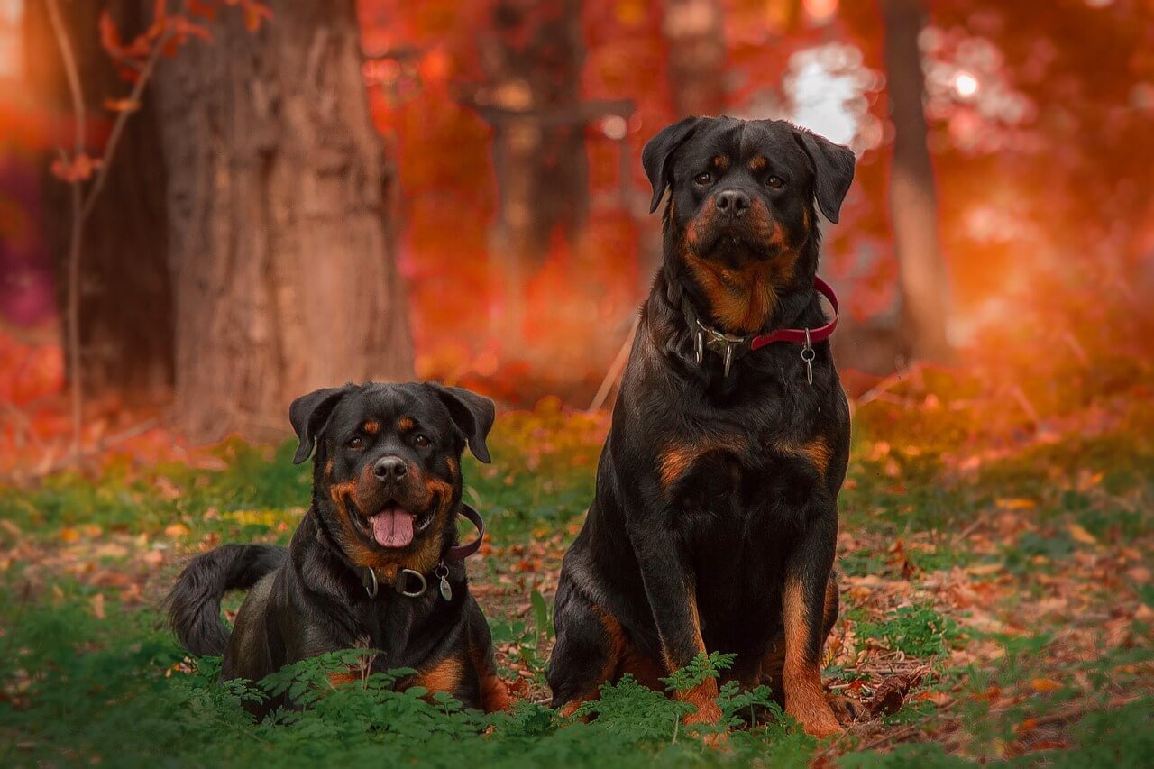 When to Give Your Dog Water After Exercise: Best 7 Tips!
