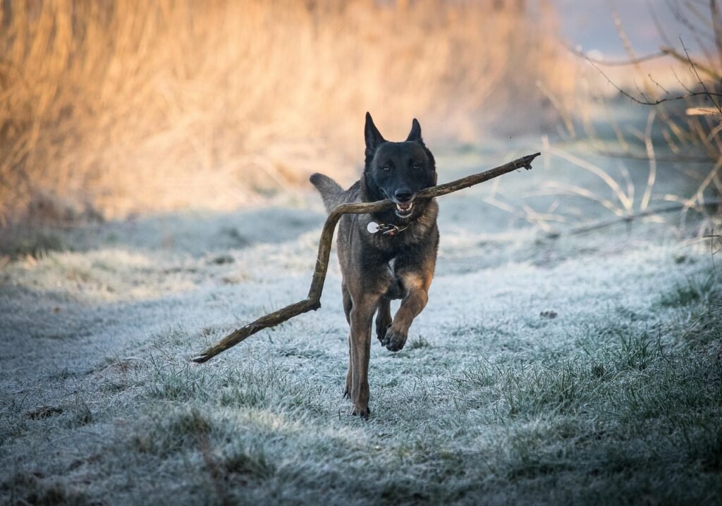 Police Dog Training: Best 7 Expert Tips!