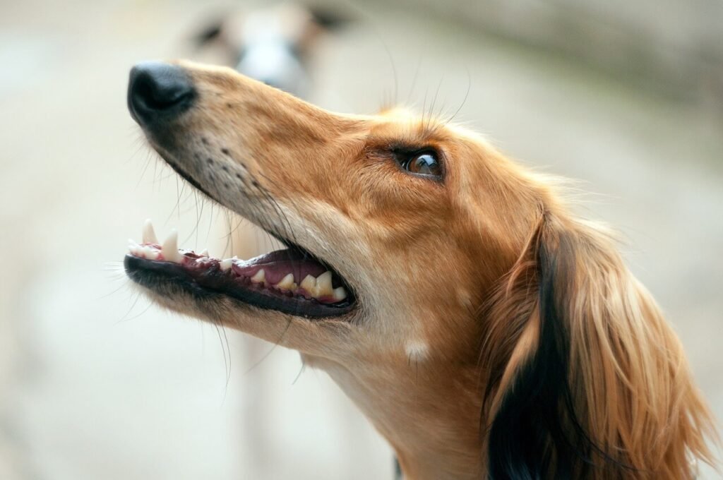 Egyptian Dog Breeds: Best 7 Expert Tips!