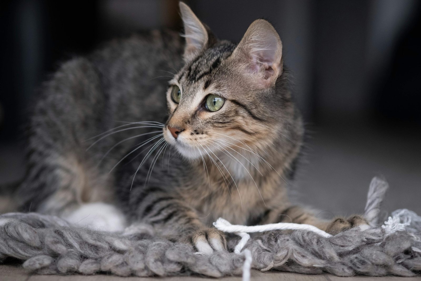 What to Do If Your Cat Ate Yarn: Best 7 Expert Tips!