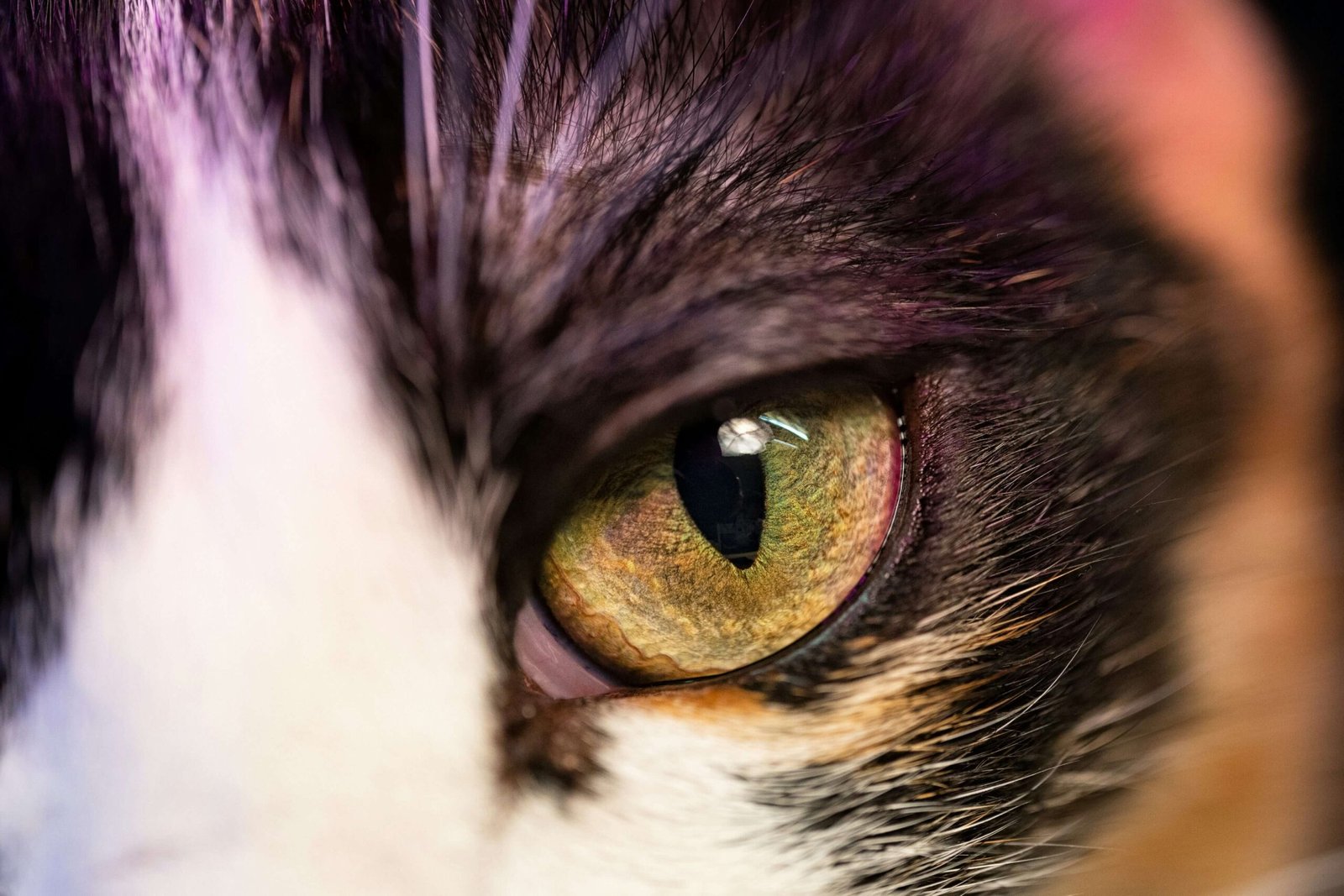 Understanding Iris Atrophy in Cats: Best 7 Health Tips!