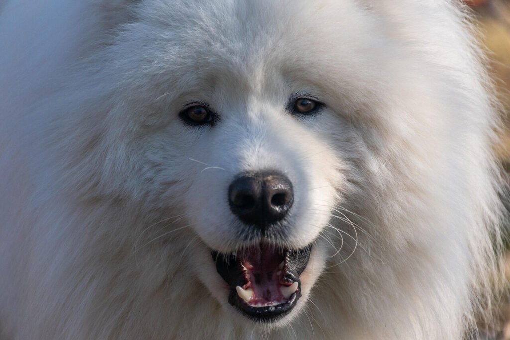 Understanding Normal Dog Vitals: Best 7 Health Tips!