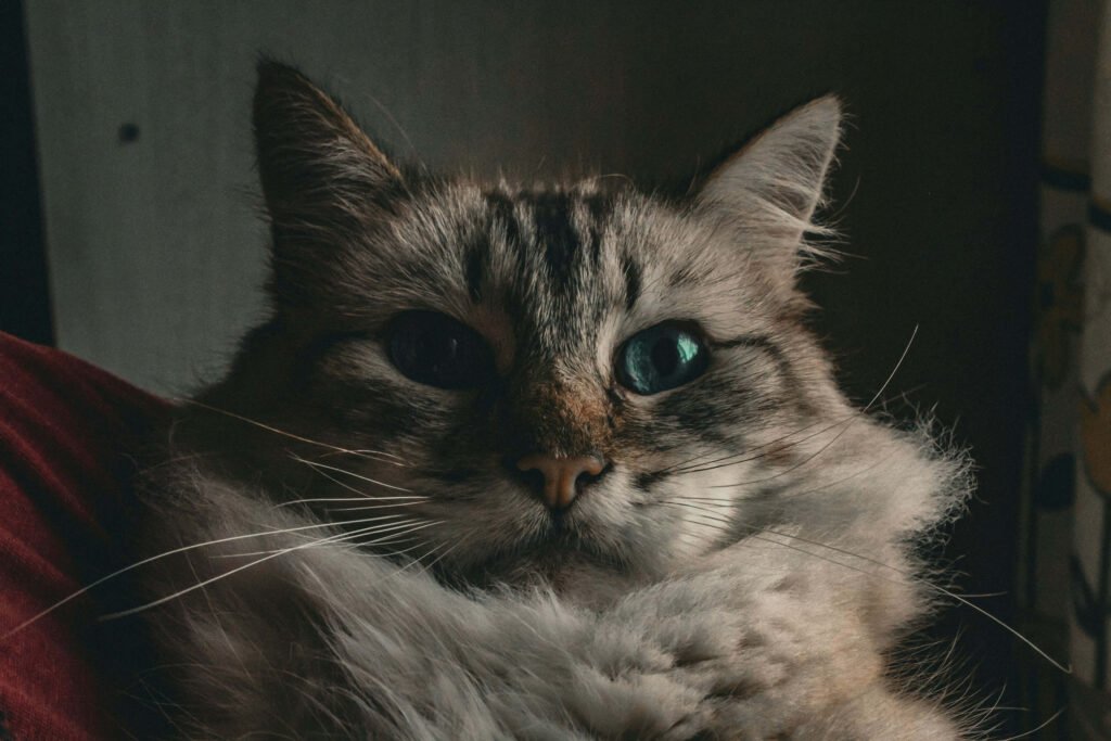 How to Pick Up a Cat After Spaying: Best 7 Expert Tips!
