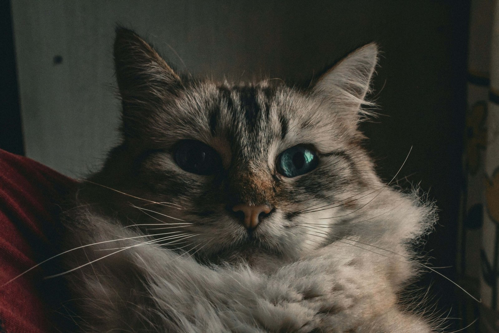 How to Pick Up a Cat After Spaying: Best 7 Expert Tips!