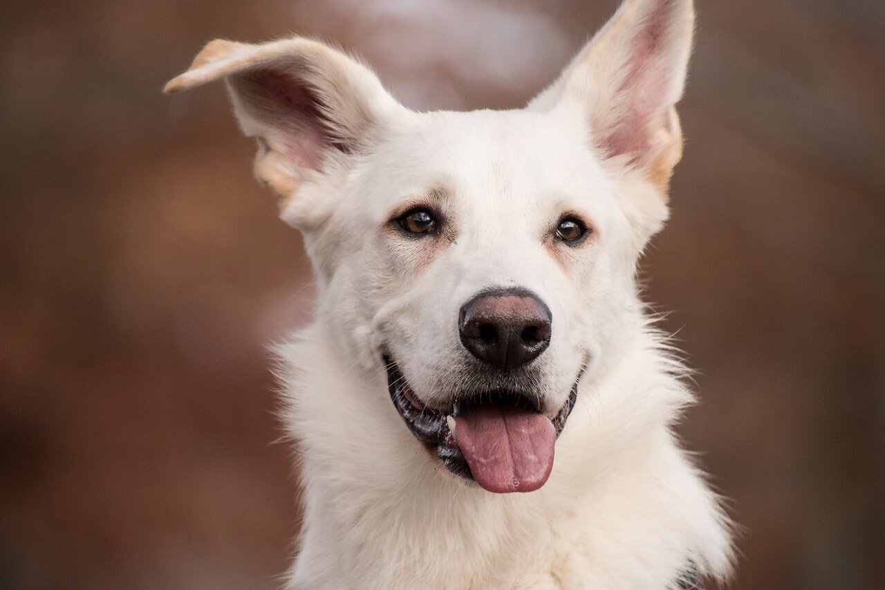 Is Grain-Free Good for Dogs? Best 7 Health Tips!