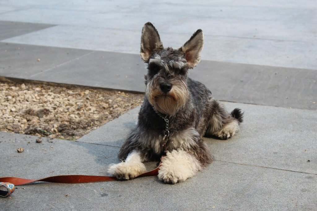 Dog Sneezing Blood: Best 7 Health Tips!