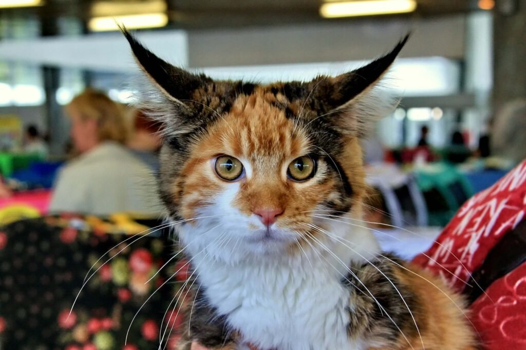 Cat Swollen Lymph Nodes: Best 7 Health Tips!