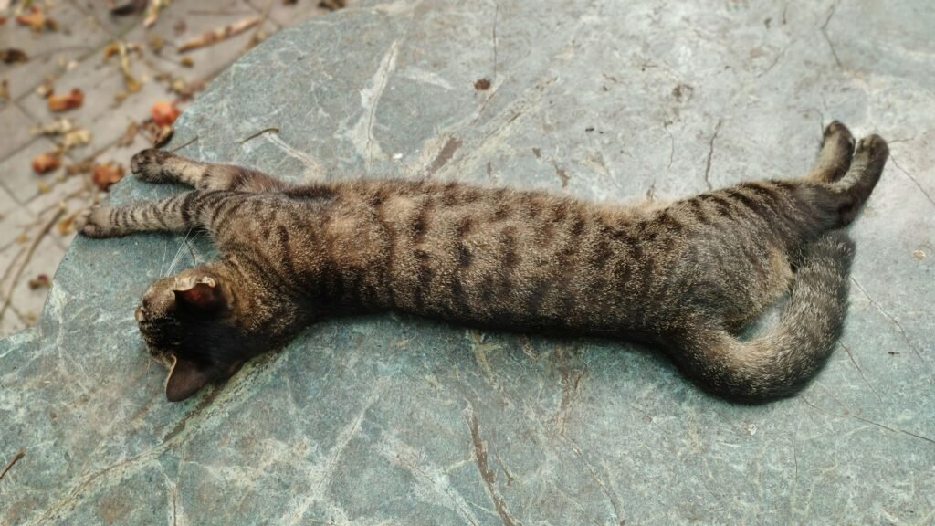 Can Cats Learn Sign Language? Best 7 Expert Tips!