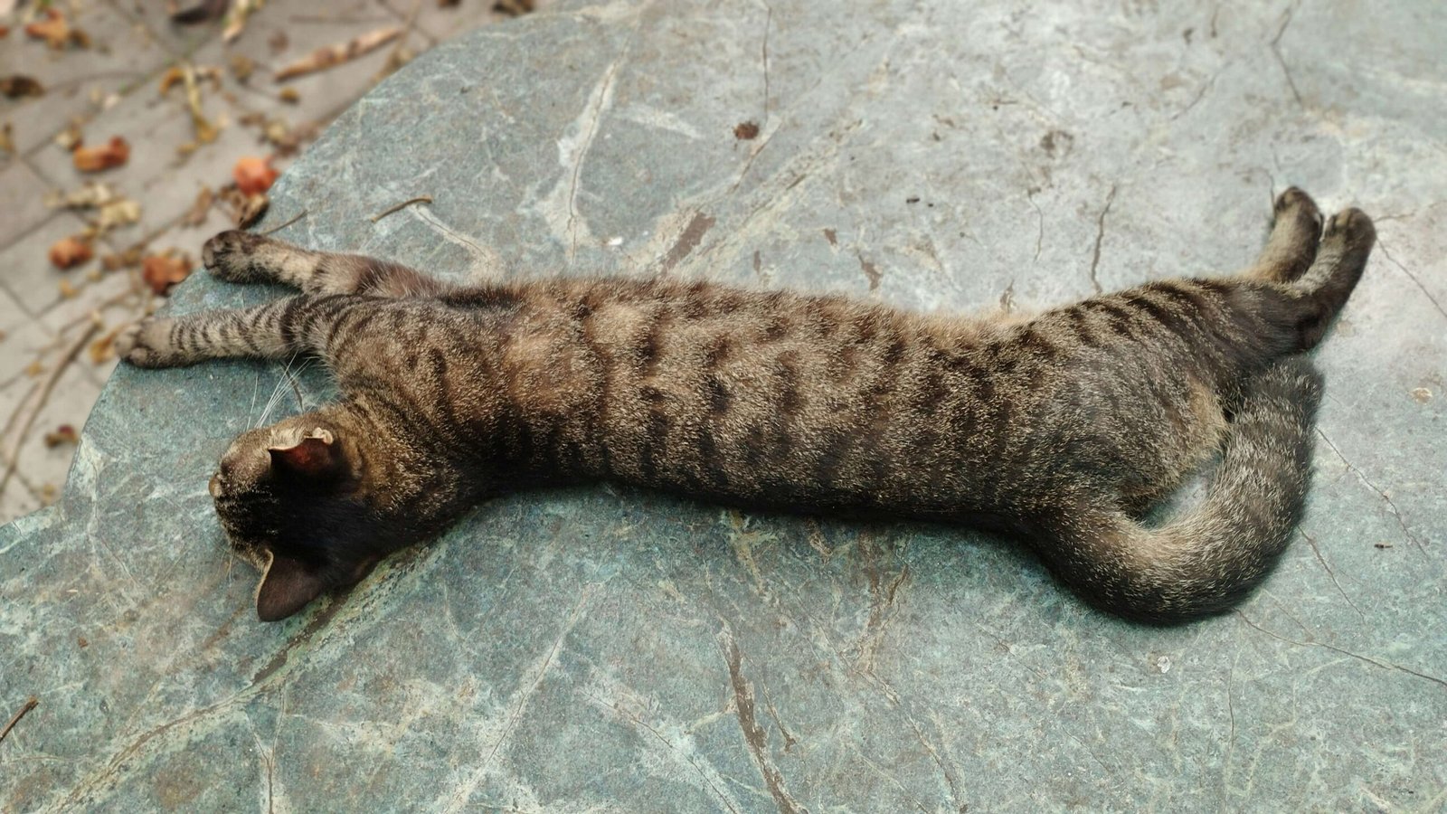 Can Cats Learn Sign Language? Best 7 Expert Tips!
