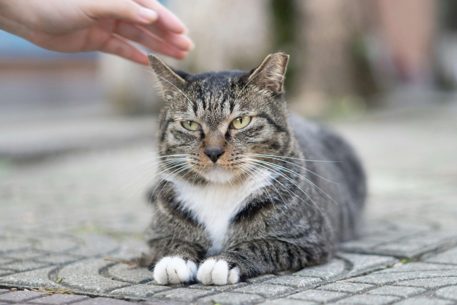 Why Is My Cat Not Eating After Vaccination? Best 7 Tips!