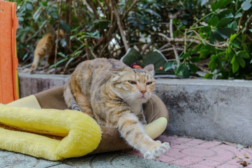 Why Does My Cat Make Biscuits on Me? Best 7 Expert Tips!