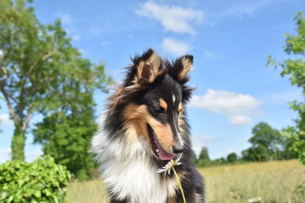 Understanding Swollen and Red Eyes in Dogs: Best 7 Tips!