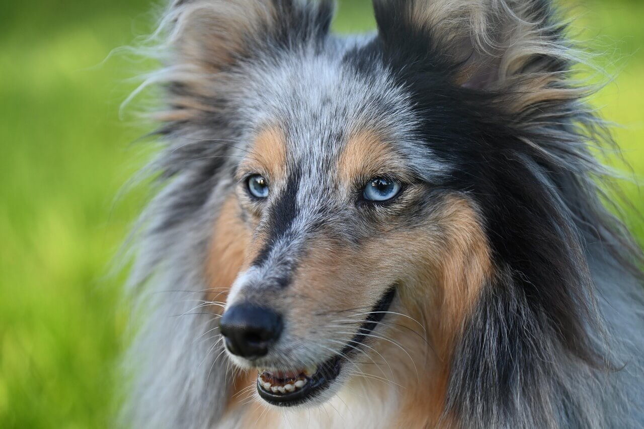 Understanding Dog Mouth Ulcers: Best 7 Health Tips!