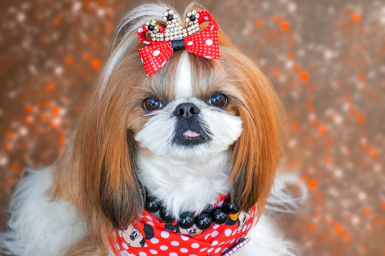 Hookworms in Dog Poop: Best 7 Expert Tips!