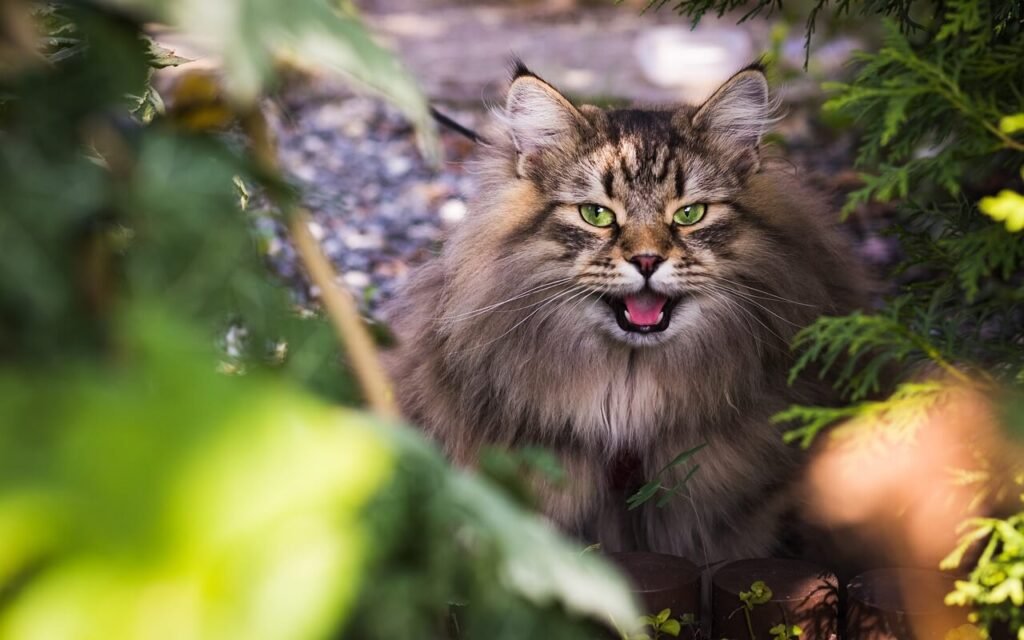 Choosing the Right Cat Food for Kidney Disease: Best 7 Tips!