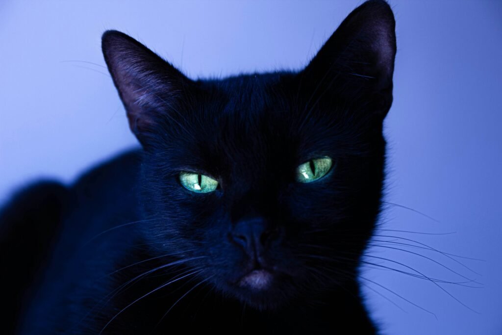 Is Cat Litter Toxic? Best 7 Expert Tips!