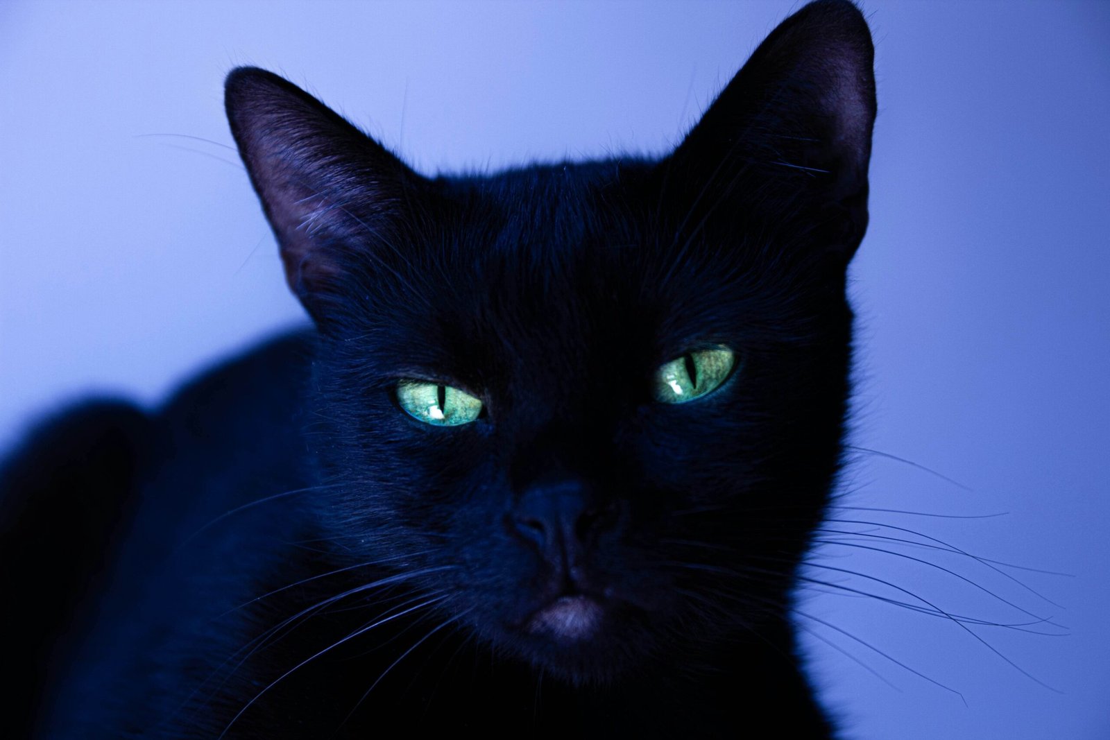 Is Cat Litter Toxic? Best 7 Expert Tips!