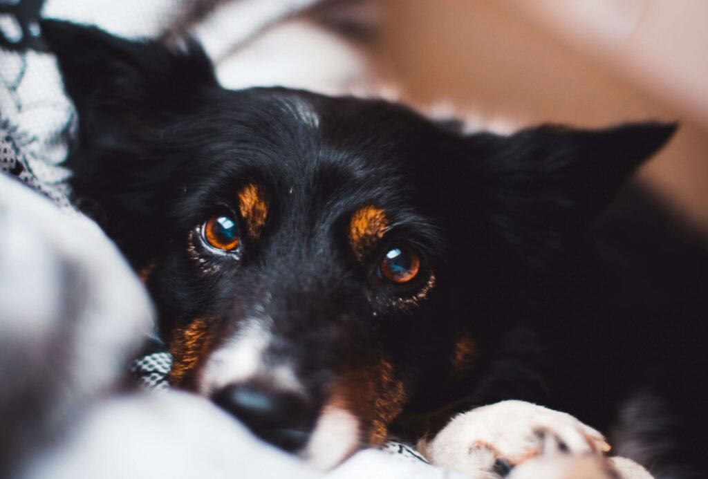 Understanding Eye Problems in Dogs: Best 7 Expert Tips!