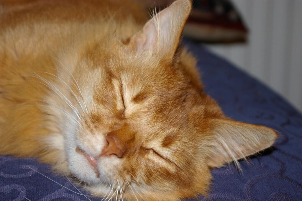 Somali Cat Colors: Best 7 Expert Tips!