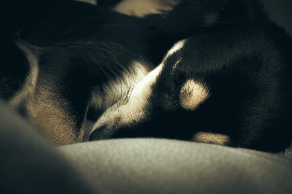 Dog Gets a Brown Recluse Bite: Best 7 Expert Tips!