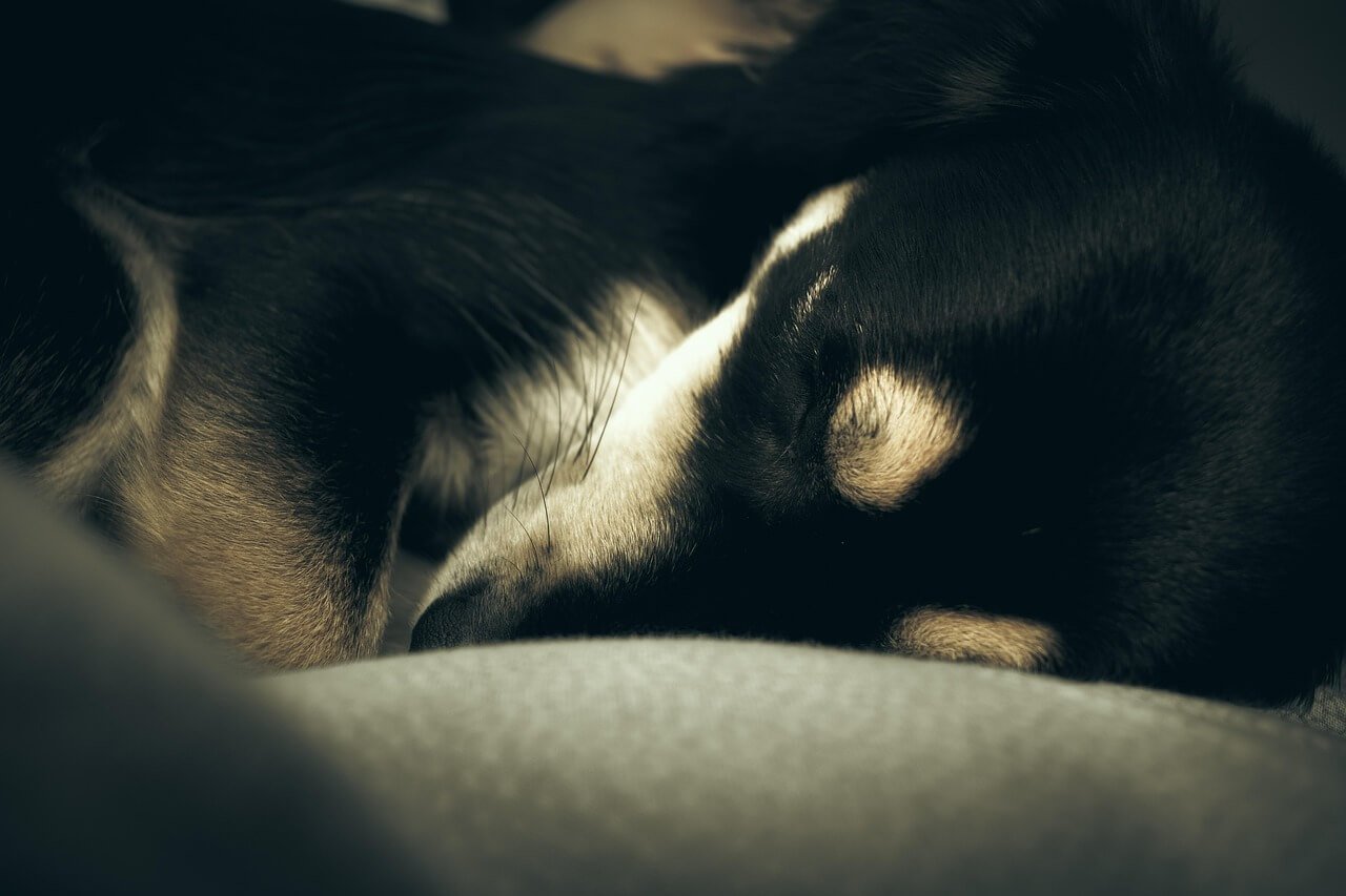 Dog Gets a Brown Recluse Bite: Best 7 Expert Tips!
