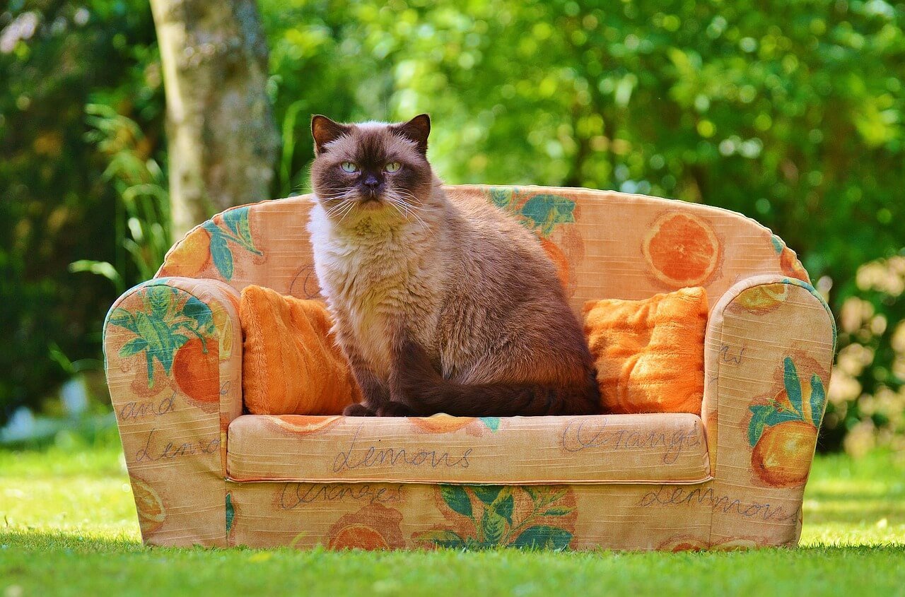 Why Is My Cat Throwing Up Undigested Food? Best 7 Tips!
