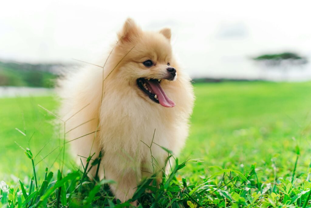 Top Dog-Safe Plants for Your Outdoor Space: Best 7 Tips!