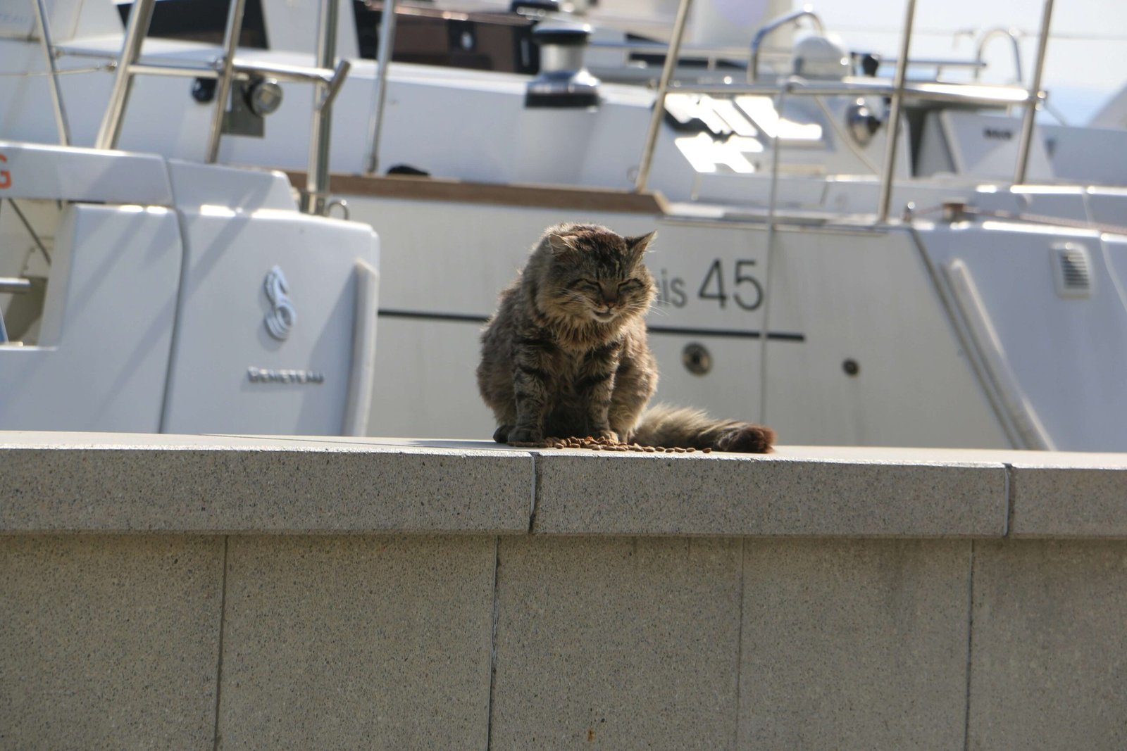 Can Cats Have Down Syndrome? Best 7 Expert Tips!